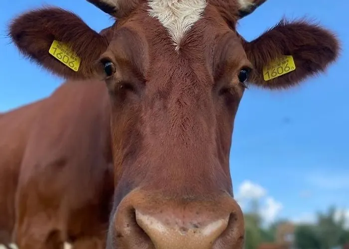 't Veldthuisje 게스트하우스