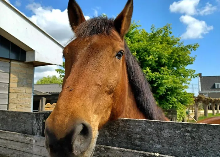 게스트하우스 't Veldthuisje