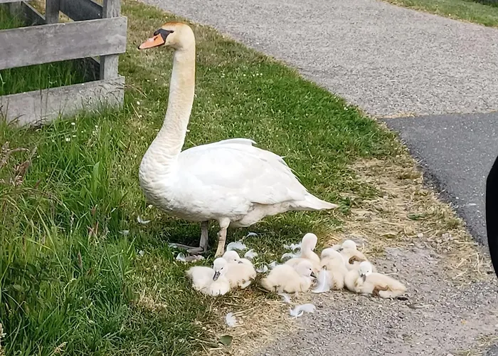 't Veldthuisje 게스트하우스