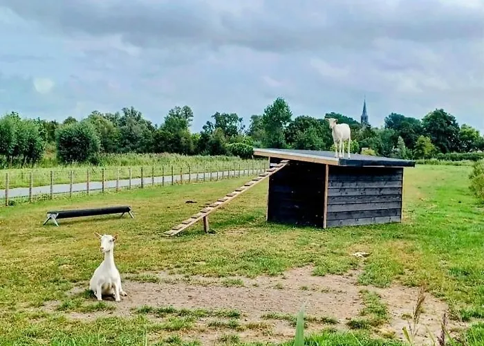 't Veldthuisje 게스트하우스