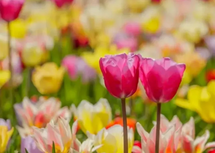 't Veldthuisje 게스트하우스 Uitgeest